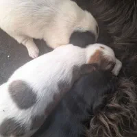 سگ پاکوتاه با سگ شکاری معاوضه با کبوتر مسافتی