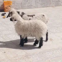 میش‌بابره‌نر‌بزرگ