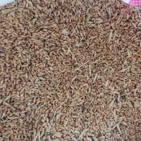 گندم تمیز|عمده‌فروشی|بندر ماهشهر, |دیوار
