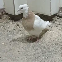 قفس .طوقی|عمده‌فروشی|اردکان, |دیوار