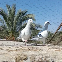 کله ای ،شامی گوک ،کبوتر|پرنده|بم, |دیوار