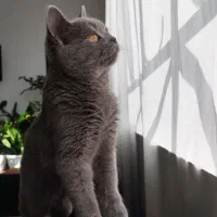 گربه بریتیش