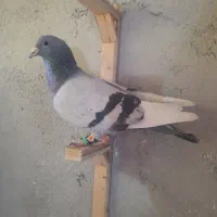 کبوتر|پرنده|شیروان (خراسان), |دیوار