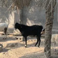 کهره نری|حیوانات مزرعه|درگهان, |دیوار