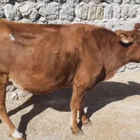 گاو و گوساله