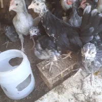 خروس مرغ مرغ کپ جوجه گلین لری