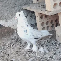 کفتر سرور|پرنده|قم, چهل درخت|دیوار