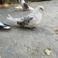 کبوتر نوک ریز|پرنده|وحیدیه, |دیوار