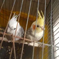 عروس هلندی با قفس