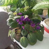 راهنمایی پرورش گل میخام