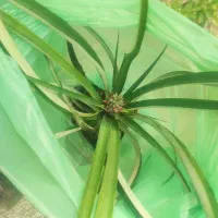 درخت اناناس