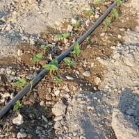 باغ برنطین یک هکتار|فروش دفتر صنعتی، کشاورزی، تجاری|رودان, |دیوار