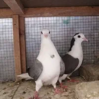 ماده دستگردی|پرنده|اصفهان, جوزدان الیادران|دیوار
