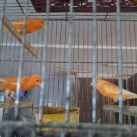 قناری سرخ و موزائیکی