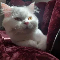 گربه بریتیش آنفولد