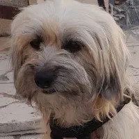 سگ شیتزو با شخصیت آرام ،ساکت و تربیت