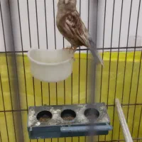 قناری نر|پرنده|مبارکه, |دیوار