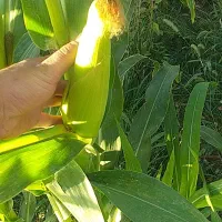 ذرت علوفه ی  درجه یک