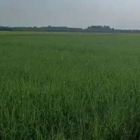 بیجار مکانیزه