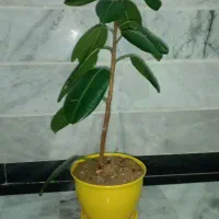 گلدان با گل طبیعی