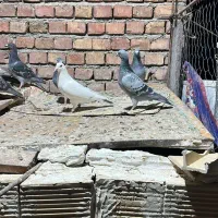 کبوتر پلاکی|پرنده|ایرانشهر, |دیوار