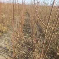 نهالکده بادام و میوه|خدمات باغبانی و درختکاری|سمیرم, |دیوار