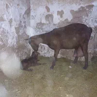 بره نرهای ژنتیکی از پدرتری پلاس مادرهای پرتولید|حیوانات مزرعه|پاریز, |دیوار