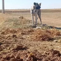 سگ گله|سگ|سردرود, |دیوار