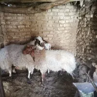 فروش سه تا بره نر