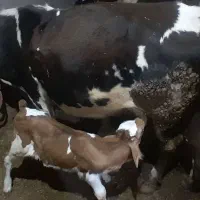 گاو|حیوانات مزرعه|نظر کهریزی, |دیوار