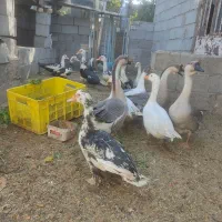 غاز قوغاز و اردک اسرائیلی در فریمان|حیوانات مزرعه|فریمان, |دیوار