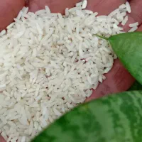 ۳۰۰ کیلو لاشه هاشمی تمیز خودم کشاورزم|خوردنی و آشامیدنی|تولم شهر, |دیوار