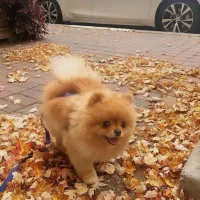 سگ پامر خرسی اورجینال سایز مینیاتوری وارداتی