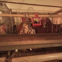 مرغ تخمگذار نژاد گلپایگانی اصلاح نژاد شده|حیوانات مزرعه|شاهین‌شهر, برخوار غرب|دیوار