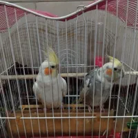 عروس هلندی نر و ماده|پرنده|شیراز, شهرک سعدی|دیوار