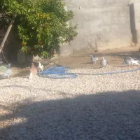 کبوتر|پرنده|نورآباد ممسنی, |دیوار