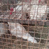 بوقلمون گوشتی