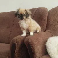 واگذاری سگ آپارتمانی|سگ|بابل, |دیوار