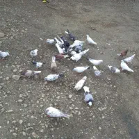 تعدادی کبوتر غریب و خانه کبوتر