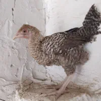 جوجه ۳ ماهه گلین عشایری نژاد گلپر بیضا