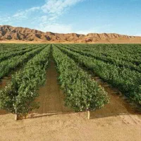 تیم تخصصی احداث باغات میوه