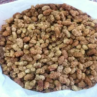 توت خشک امسالی