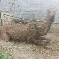 هاشی|حیوانات مزرعه|بهرمان, |دیوار