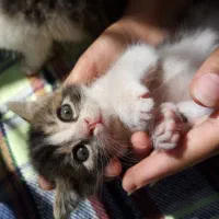 دوتا بچه گربه