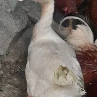 قو قاز ماده تخم گذار