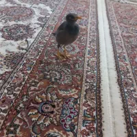 مینا