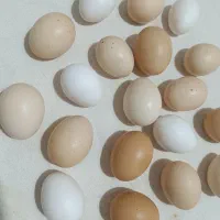 تخم مرغ رسمی