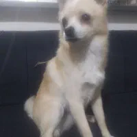 پیدا شده