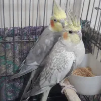 مینا و عروس هلندی