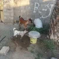 بز دورگ سومال به همراه گیسه،قیمت مقطوع|حیوانات مزرعه|میناب, |دیوار